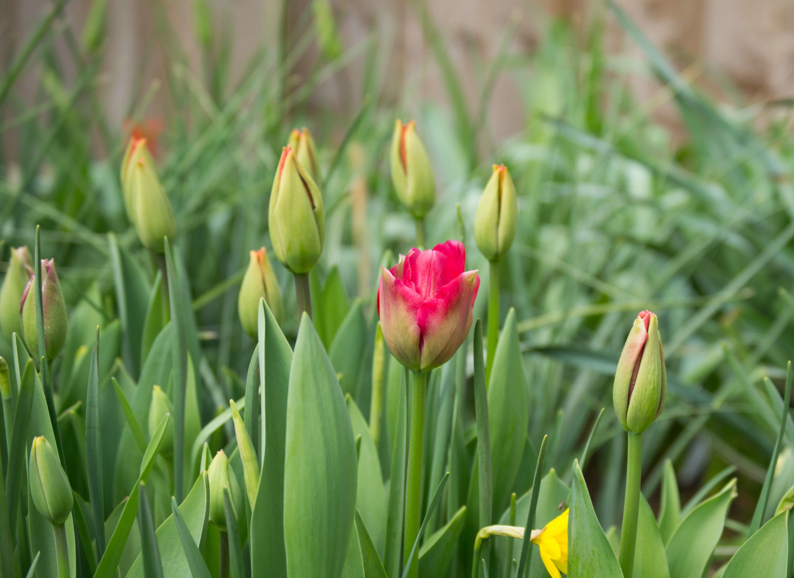 How to Create a Cut Flower Bed