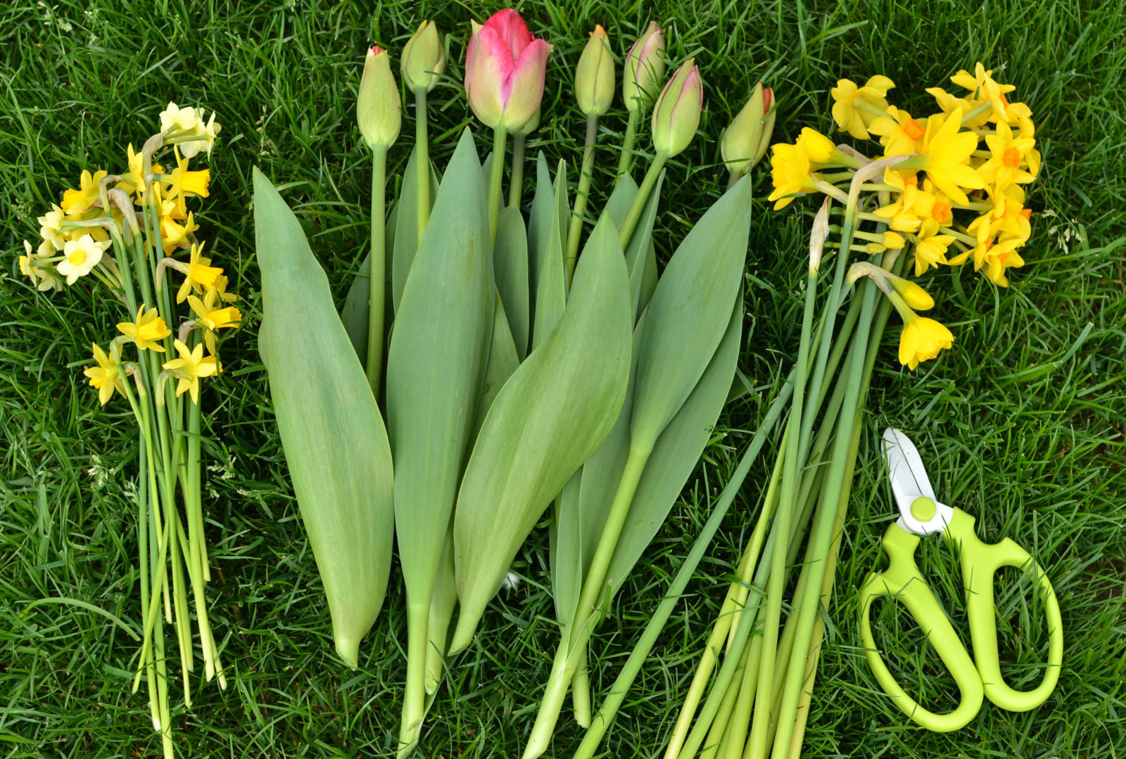 How to Create a Cut Flower Bed
